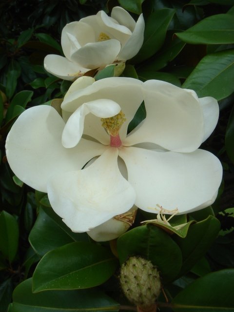 Magnolia grandiflora